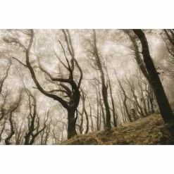 Cubierta Delantera De MTB Goodyear Newton Enduro (Tubeless) -Bicicletas comprar Goodyear Newton Enduro Tubeless Front MTB Tyre Tyres Black GR 015 64 584 V004 R 9